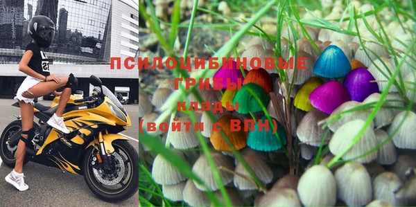 прущие грибы Абаза